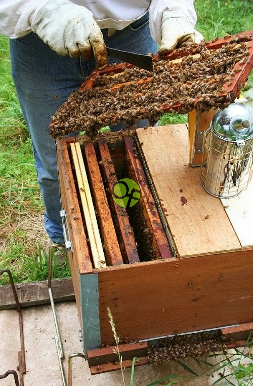 Curso de iniciación a la apicultura en Santalla de Oscos: septiembre 2015