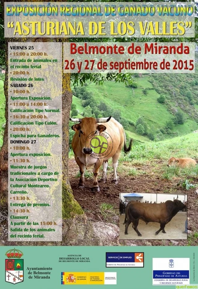 Exposición Regional de Ganado Vacuno Asturiana de los Valles 2015 en Belmonte de Miranda