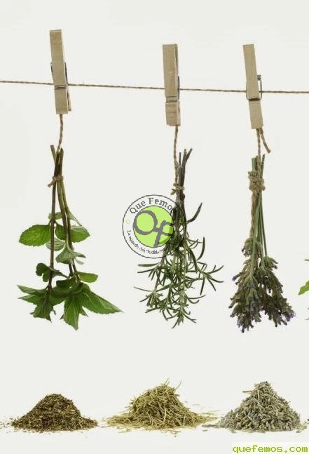 Curso sobre plantas aromáticas y medicinales en los Oscos: mayo 2016