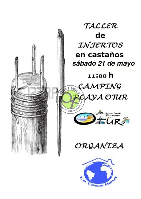 La Casa Azul organiza un Taller práctico de injertos de castaños