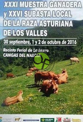 XXXI Muestra Ganadera y XXVI Subasta Local de la Raza Asturiana de los Valles 2016 en Cangas
