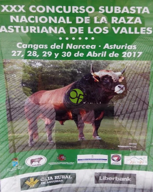 XXX Concurso Nacional de Asturiana de los Valles en Cangas 2017