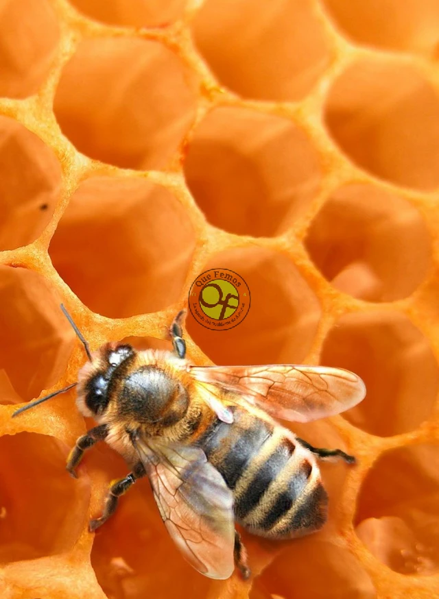 Curso de iniciación a la apicultura en los Oscos: mayo 2018