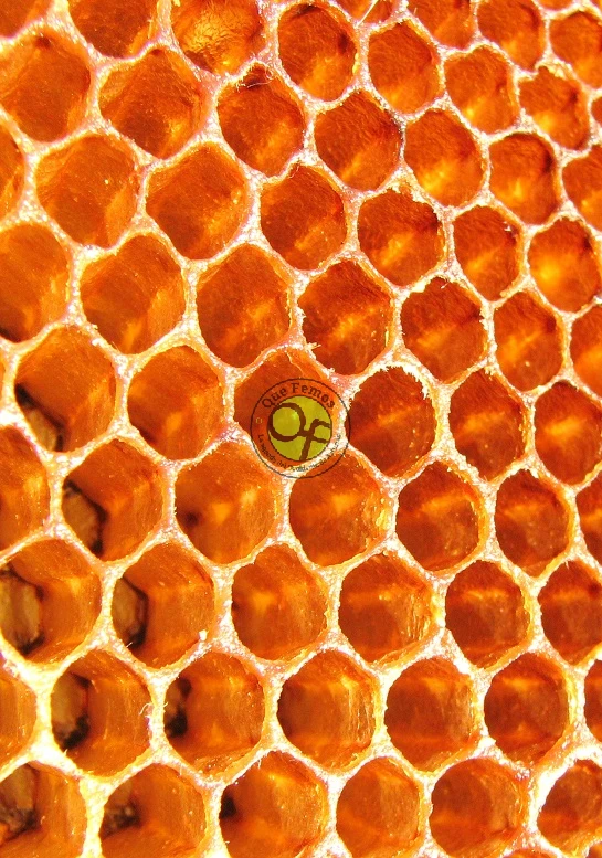 Curso de iniciación a la apicultura en los Oscos: abril 2019