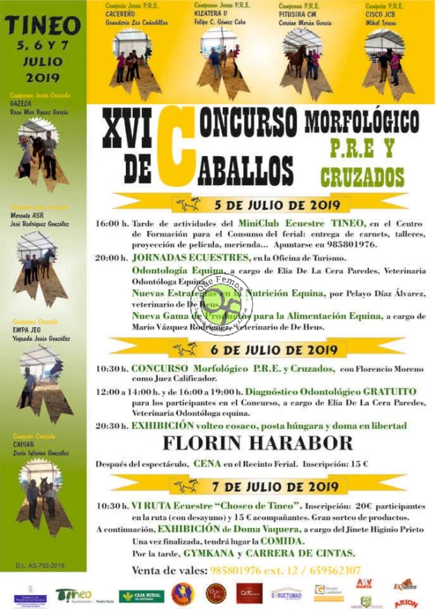 XVI Concurso Morfológico de Caballos en Tineo 2019