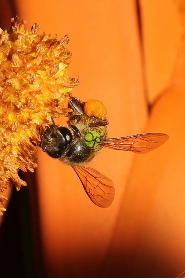 Curso de iniciación a la apicultura en los Oscos: septiembre 2019