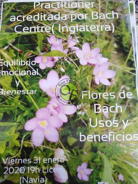 Flores de Bach: usos y beneficios