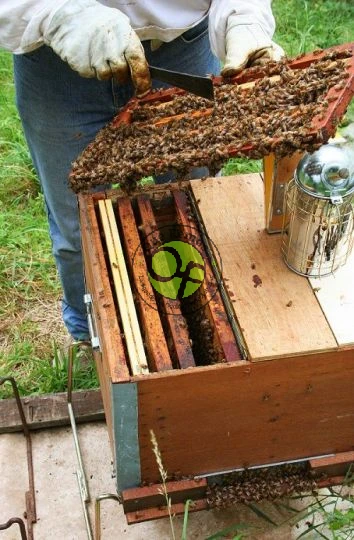 Curso de iniciación a la apicultura en los Oscos: abril 2022
