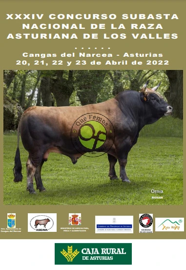 XXXIV Concurso-Subasta Nacional de la Raza Asturiana de los Valles en Cangas del Narcea