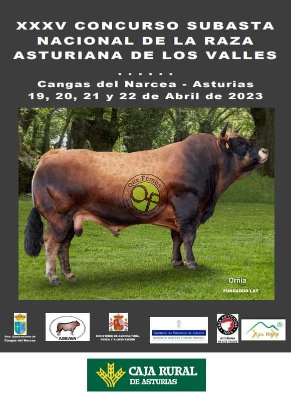 XXXV Concurso Subasta Nacional de la Raza Asturiana de los Valles 2023 en Cangas del Narcea