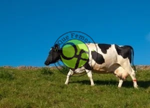 Presentación de la X Feria de Muestras del Occidente Astur