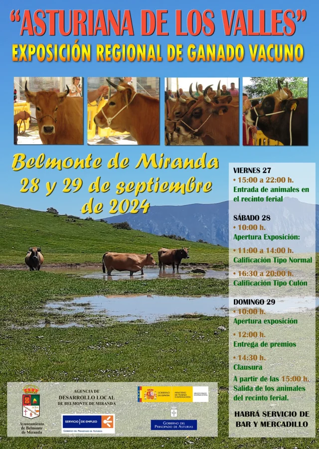 Exposición Regional de Ganado Vacuno Asturiana de los Valles 2024 en Belmonte de Miranda