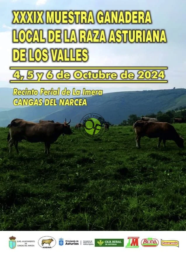 Muestra Ganadera Local de la Raza Asturiana de los Valles 2024 en Cangas del Narcea