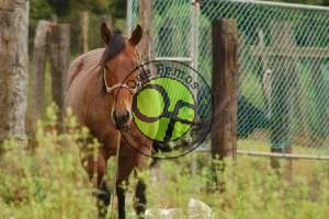 Ruta a caballo por A Veiga