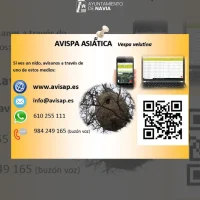 Desde el Ayuntamiento de Navia continúan su lucha contra la avispa asiática