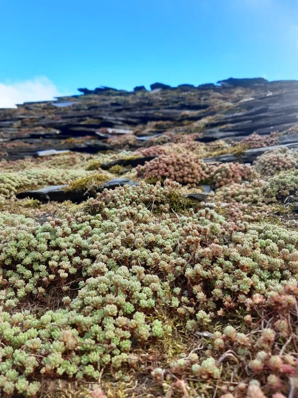 El Grupo de Montaña de Boal viaja al Desfiladero del Bustellín