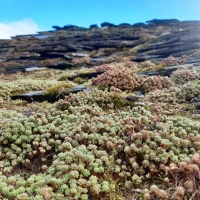 El Grupo de Montaña de Boal viaja al Desfiladero del Bustellín