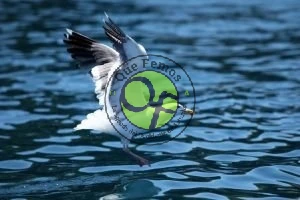 I Jornada de Pesca y Juegos Autóctonos en Ayones 2011