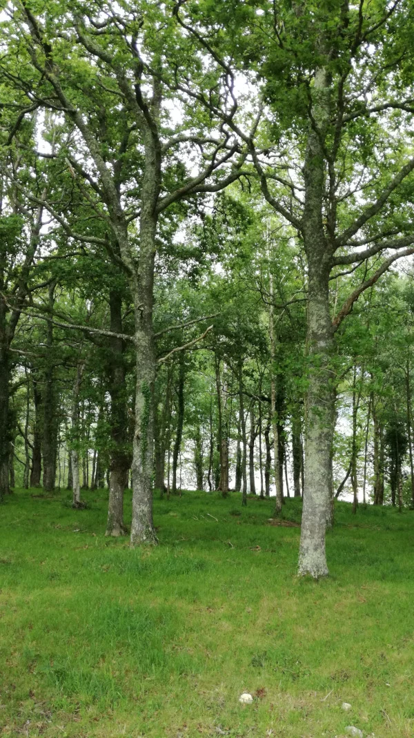 Reunión sobre la concentración parcelaria de Montes de Villayón