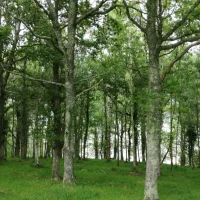 Reunión sobre la concentración parcelaria de Montes de Villayón