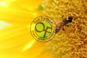 Conferencias de la Feria de la Miel en Boal