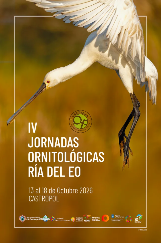 Castropol celebra sus IV Jornadas Ornitológicas Ría del Eo con actividades para escolares y público general