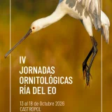 Castropol celebra sus IV Jornadas Ornitológicas Ría del Eo con actividades para escolares y público general