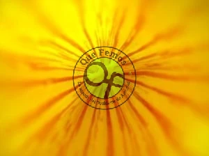 Taller sobre Ciencia y Salud en Quintana y Trevías