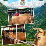 Feria de Ganado del Primero de Noviembre 2026 en Pola de Somiedo
