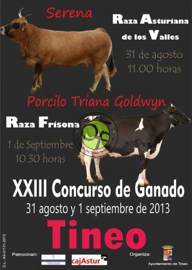 XXIII Concurso de ganado de Tineo