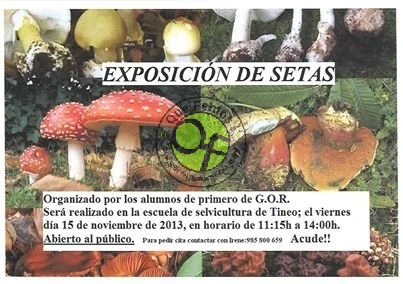 Exposición de Setas en Tineo